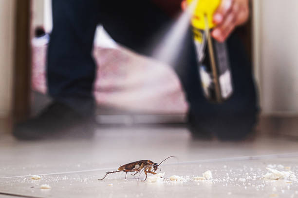 Best Ant Control Services  in Sandy Springs, GA